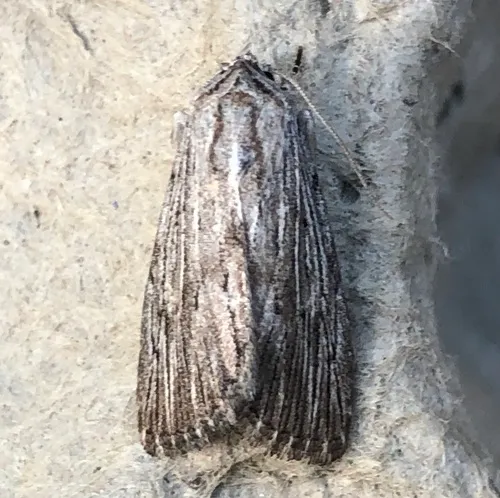 Fine-lined Sallow