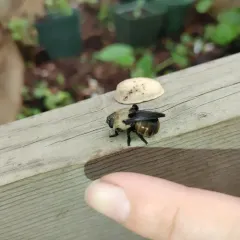 Squirrel Bot Fly thumbnail 3