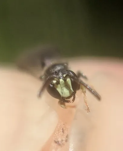 Mesilla Masked Bee