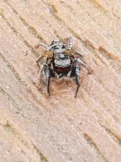 Habronattus coecatus thumbnail 2