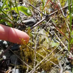 Pale Cow-hair Moss thumbnail 1