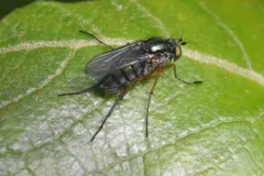 Dolichopus occidentalis thumbnail 2
