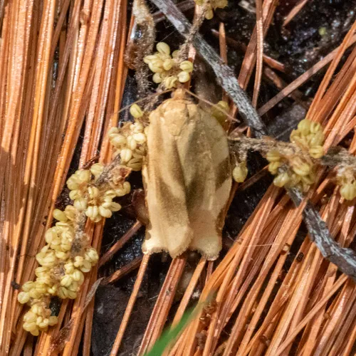 Broken-banded Leafroller Moth