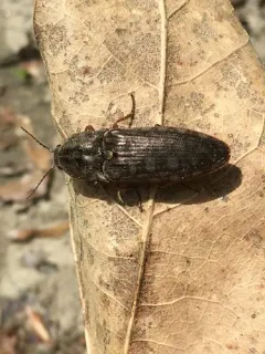 Marsh Click Beetle thumbnail 3