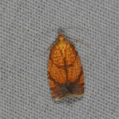 Four-lined Leafroller Moth thumbnail 2