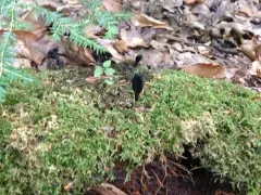 Geoglossum nigritum thumbnail 2