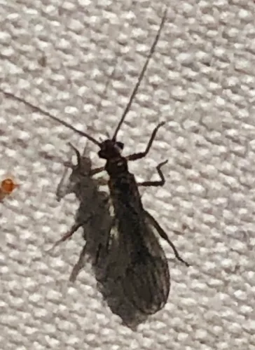 Eastern Forestfly