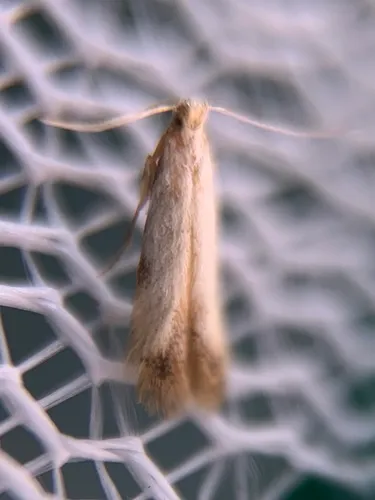 Coptotriche purinosella