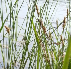 lesser tussock sedge thumbnail 2