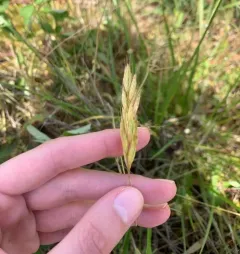 common soft brome thumbnail 3
