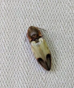 Stropenron hamata thumbnail 2