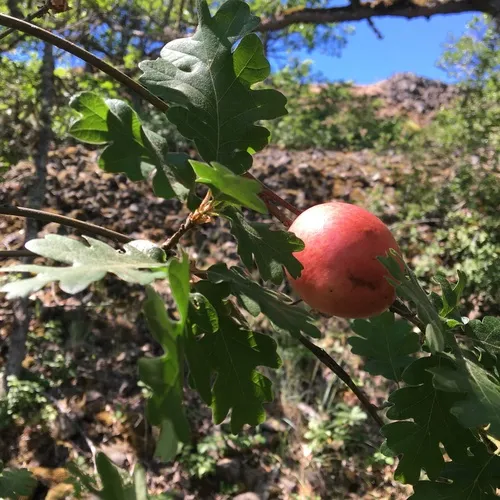 California Gall Wasp