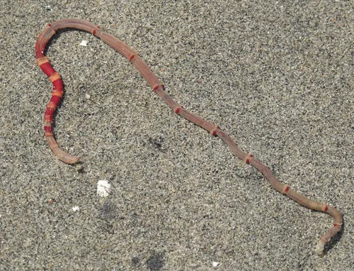 Axiothella rubrocincta