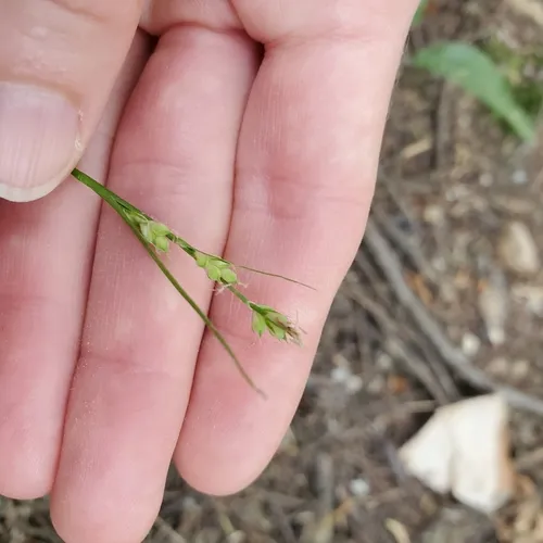 New England sedge
