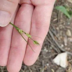 New England sedge thumbnail 1