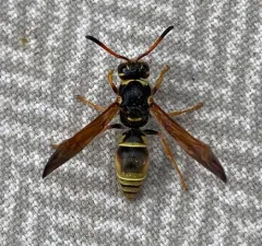 Ancistrocerus tuberculocephalus thumbnail 2