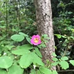Baldhip Rose thumbnail 4