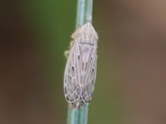 Diplocolenus configuratus thumbnail 3