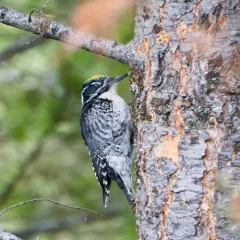 American Three-toed Woodpecker thumbnail 3