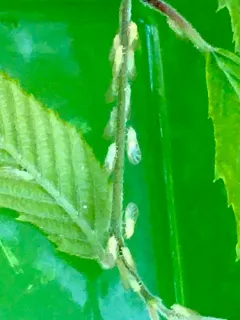 Psylla carpinicola thumbnail 1