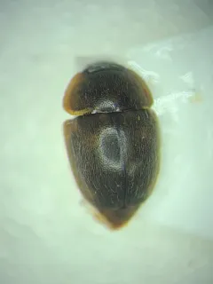 Amphicrossus ciliatus thumbnail 2