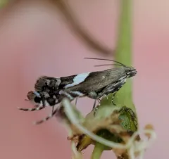 Yellow Nutsedge Moth thumbnail 4