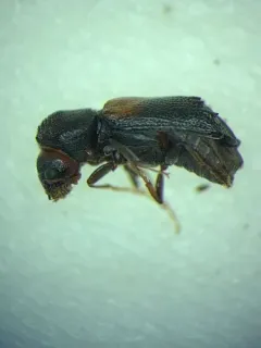 Red-shouldered Bostrichid thumbnail 4