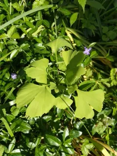 ginkgo thumbnail 2