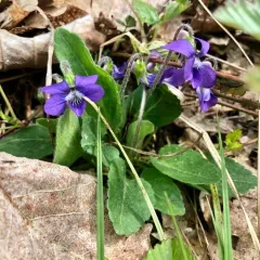 downy blue violet thumbnail 4