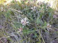Platte River Milkvetch thumbnail 2