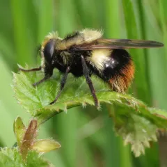 Yellow-faced Swiftwing thumbnail 2