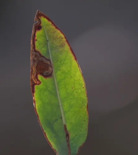 Stigmella corylifoliella