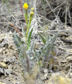 Modoc Hawksbeard thumbnail 2