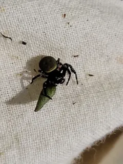 Xysticus alboniger thumbnail 3
