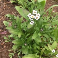 sweet alyssum thumbnail 3