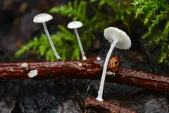 Resinomycena montana thumbnail 3