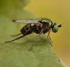 Dolichopus setifer thumbnail 1