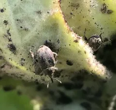 Rhinusa asellus thumbnail 2