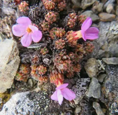 Gorman's Douglasia thumbnail 3