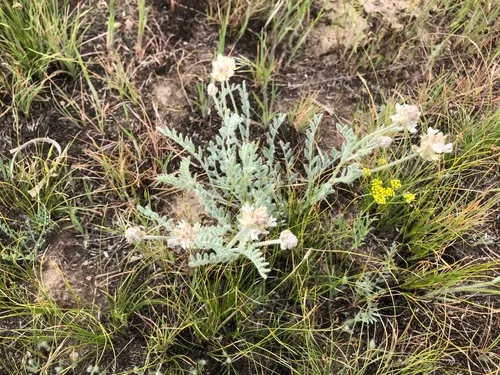 Spalding's Milkvetch