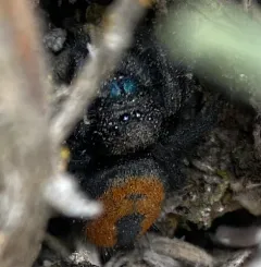Desert Red Jumping Spider thumbnail 1
