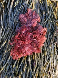 Euthora cristata thumbnail 3