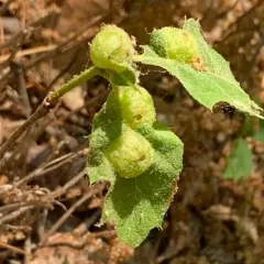Succulent Oak Gall Wasp thumbnail 3