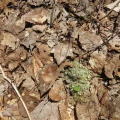 Bushy beard lichen thumbnail 3