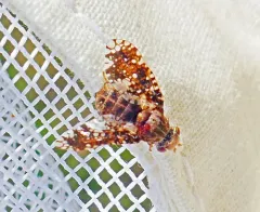 Eurosta cribrata thumbnail 4