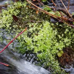 Marsh Thyme-moss thumbnail 1