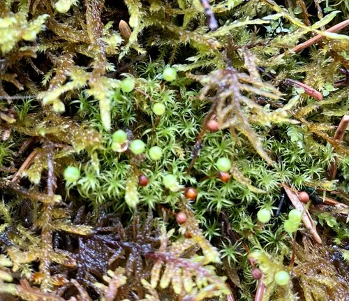 Oeder's Apple-moss