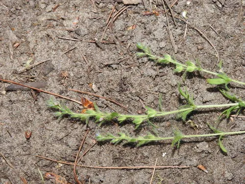 Dillenius' speedwell