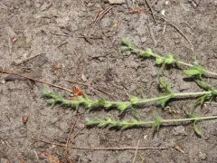 Dillenius' speedwell thumbnail 1