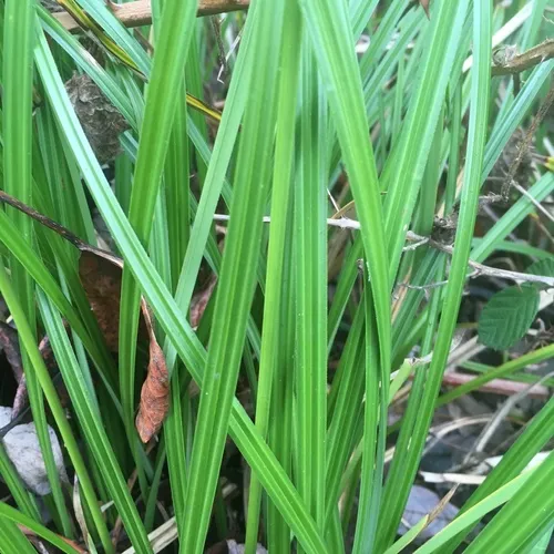 slough sedge